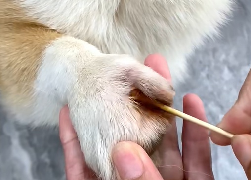 狗狗趾间炎怎么治疗?