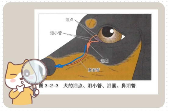 狗狗流眼泪