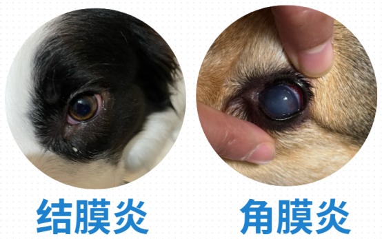 狗狗眼睛发炎流眼泪
