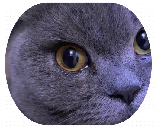 猫眼睛里有泪水