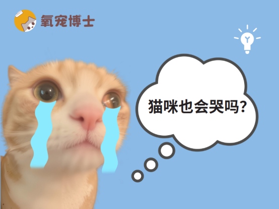 猫眼睛里有泪水是怎么回事?