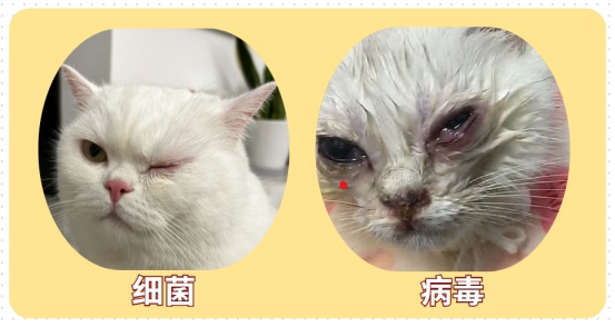 猫眼睛分泌物多