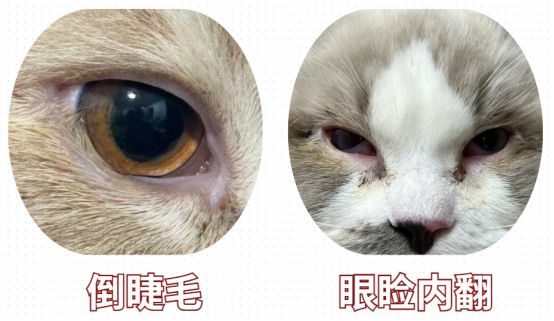 猫流眼泪