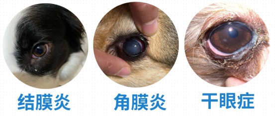 狗狗眼屎多