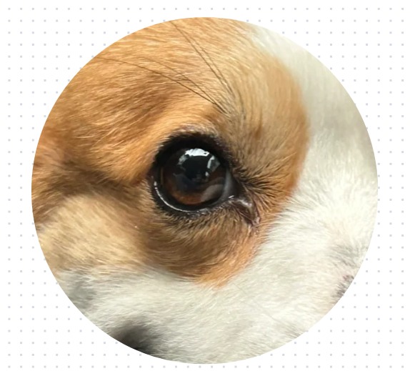 狗狗眼屎多是什么原因如何处理