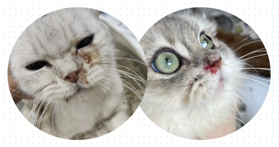 猫呼吸道感染