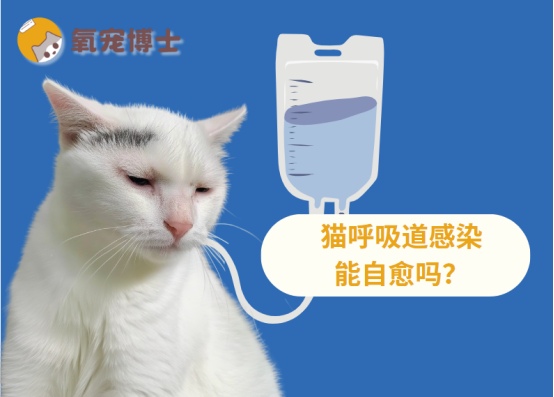 猫呼吸道感染能自愈吗