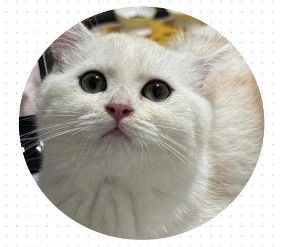 猫呼吸道感染怎么治疗?