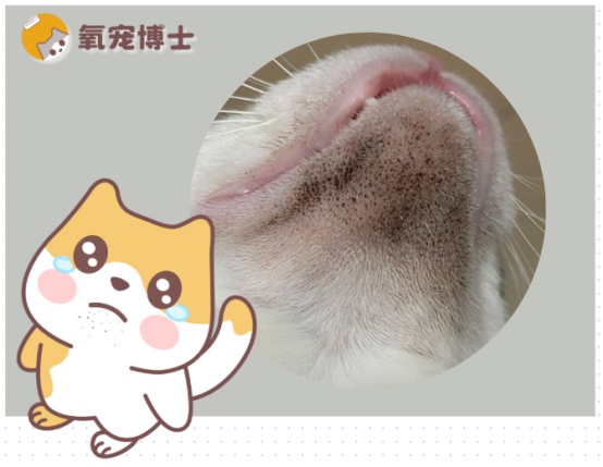 猫咪下巴黑色渣渣是什么原因如何治疗