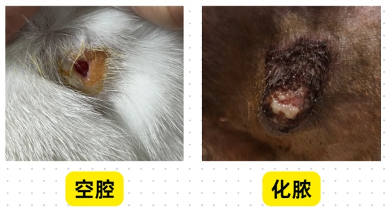 猫受伤了伤口用什么药?