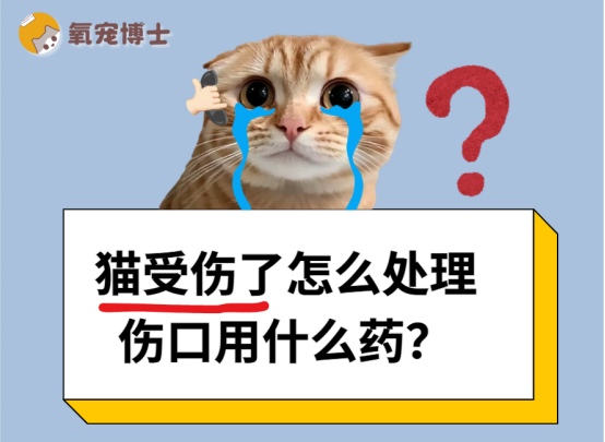 猫咪受伤怎么处理？正确伤口护理方法避免感染