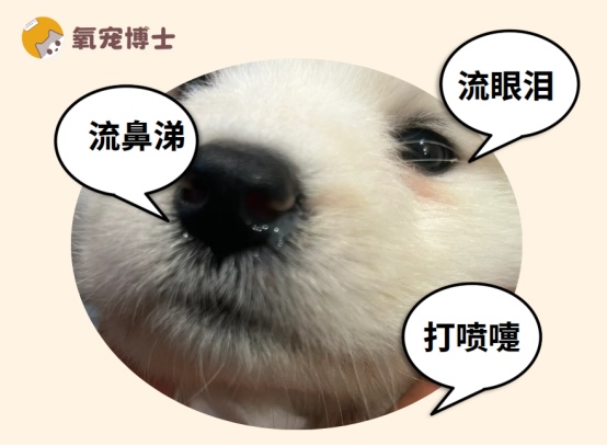 狗狗感冒的表现有哪些?