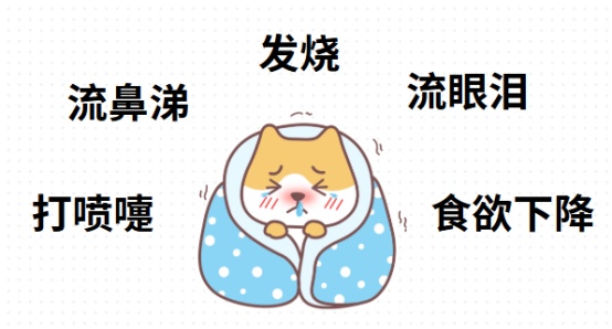 狗狗感冒症状