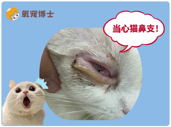 猫眼睛流脓一样的眼屎