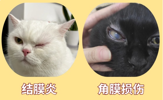 猫眼睛流脓