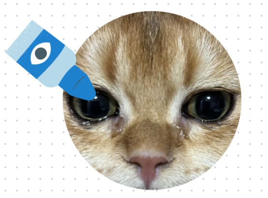 猫眼睛流脓一样的眼屎怎么办?