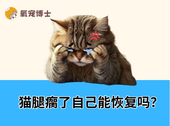 猫咪腿瘸能自愈吗？常见原因及护理方法全解析
