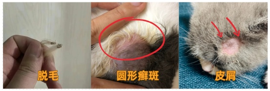 猫癣症状图片