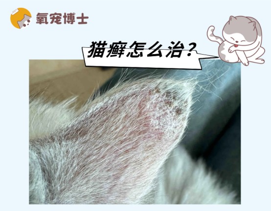 猫癣怎么治用什么药膏?
