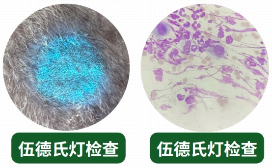 猫癣怎么判断?