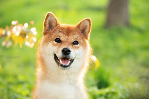 柴犬专用狗粮选择指南：解决玻璃胃敏感体质的营养方案