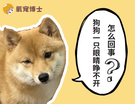 狗狗一只眼睛睁不开流泪怎么办？常见病因及处理方法
