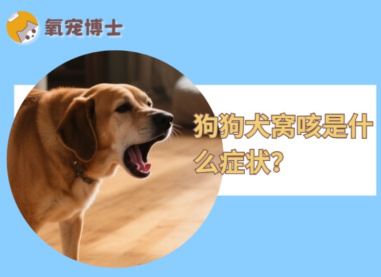 狗狗犬窝咳是什么症状？