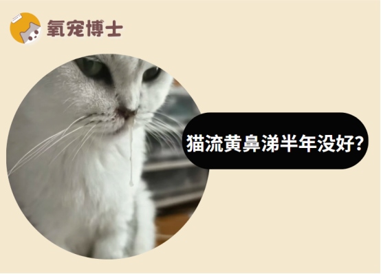 猫咪流黄鼻涕半年不好怎么回事，两大病因需警惕