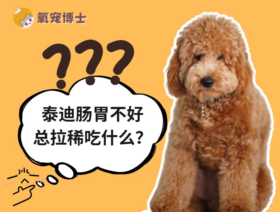 泰迪犬肠胃敏感怎么办？处方粮选择与喂养指南