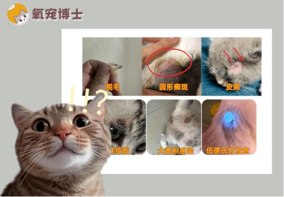 猫癣初期症状怎么分辨？