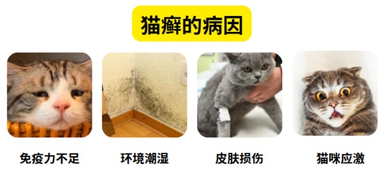 猫癣初期症状图片