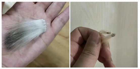 猫癣症状怎么分辨？