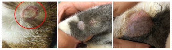 猫癣初期症状