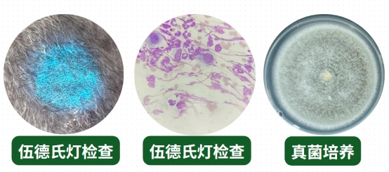 猫癣怎么分辨？