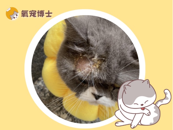 猫癣用什么药膏好得快?