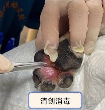 狗狗脚趾发炎红肿怎么办?