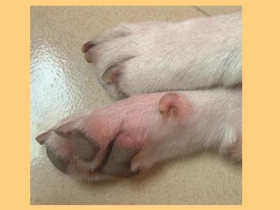 狗狗脚趾发炎红肿