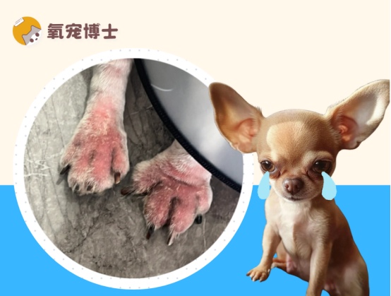 狗狗脚趾发炎红肿怎么办？原因分析及用药指南