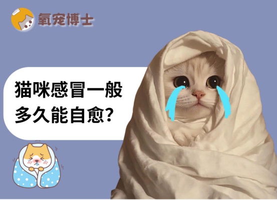 猫咪感冒能自愈吗？轻中重度症状恢复时间及护理方法