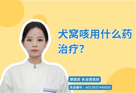 犬窝咳用什么药治疗？
