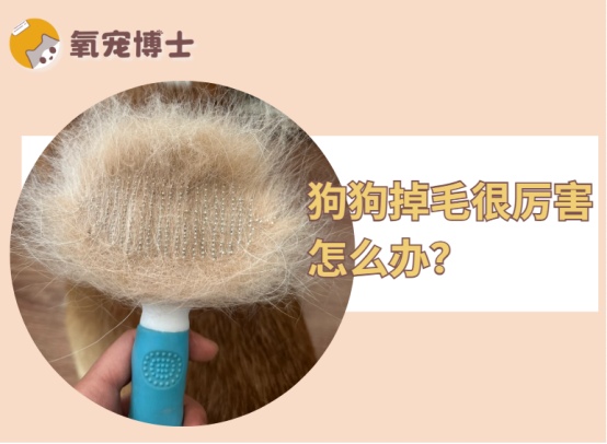 狗狗掉毛很厉害怎么办?