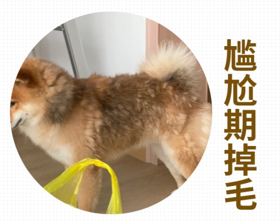 狗狗掉毛很严重怎么办?