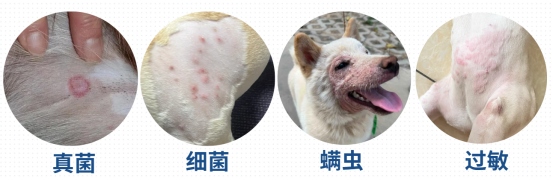 狗狗掉毛很厉害怎么回事?