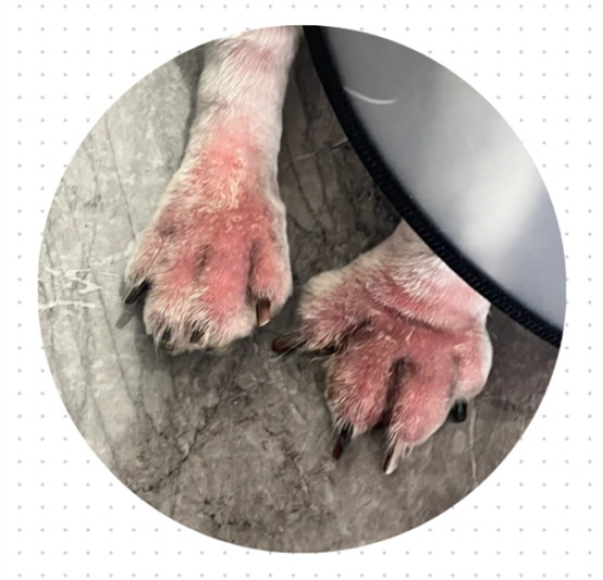 狗狗趾间炎用什么药?