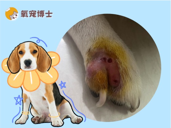 狗狗趾间炎用什么药效果好?