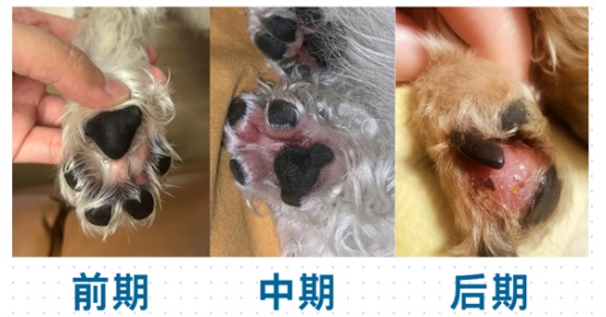 狗狗趾间炎症状