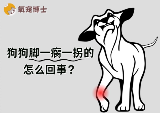 狗狗走路一瘸一拐