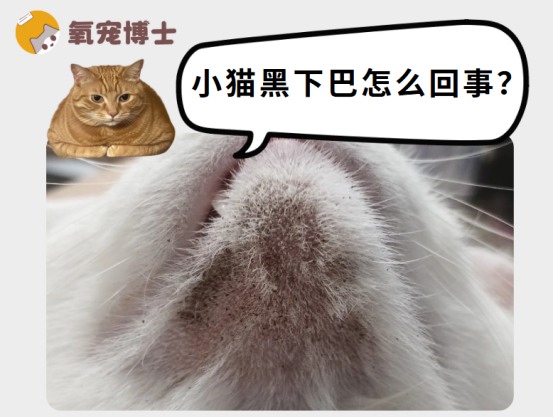 小猫黑下巴怎么回事?