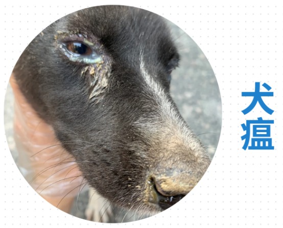 狗狗眼睛流脓怎么办?
