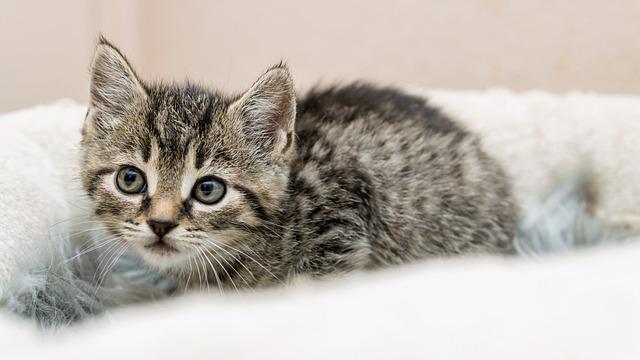 猫粮选择的5大核心标准：避开配料表误区科学选粮